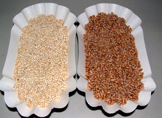 Quinoa & Common Wheat
