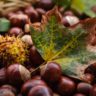 Vegan Chestnut Soup