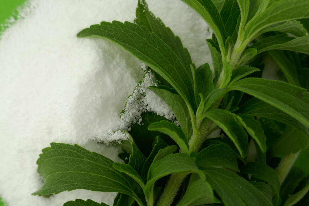 Stevia white powder and fresh leaves