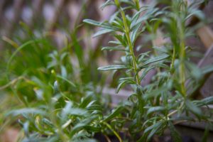 Rosemary herb in garden.