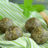 Spirulina Balls