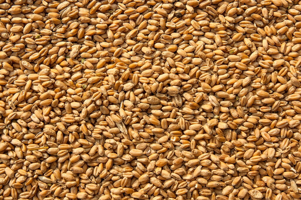 Background image of ripe wheat after harvest.