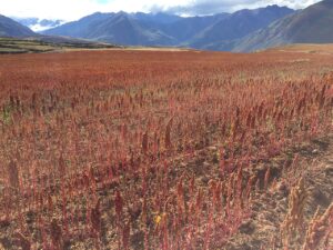 Peruvian field of Red Quinoa.