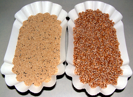 Trays of amaranth and wheat.