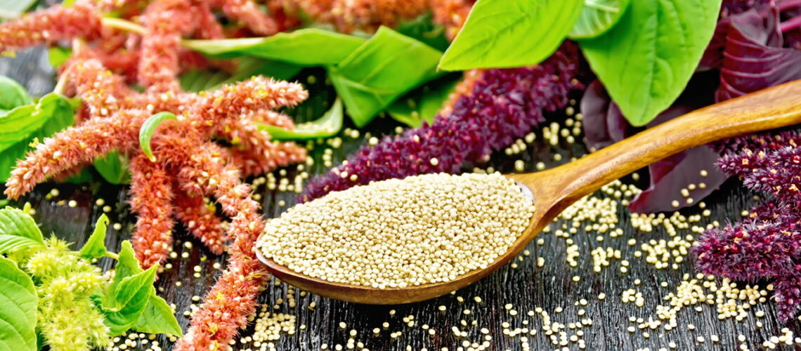 Amaranth: A Lesser Known Niche Grain