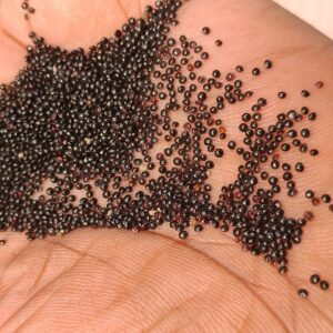 Black amaranth seeds in palm of hand.