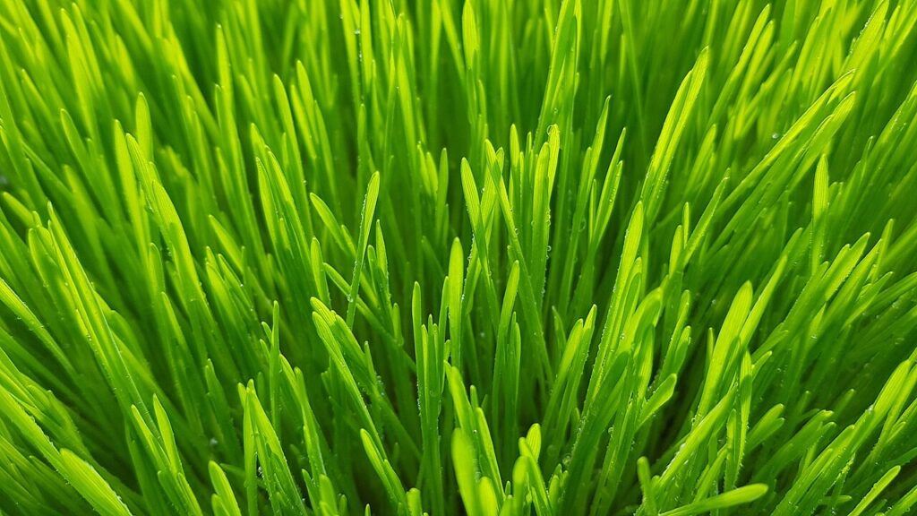 Wheatgrass