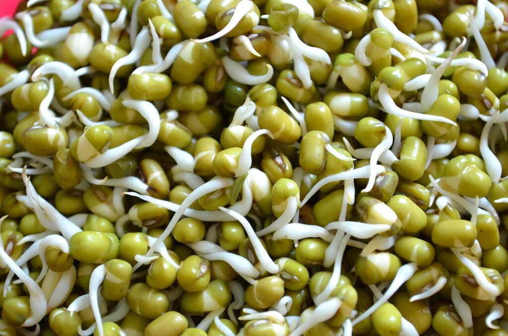 Mung bean sprouts.